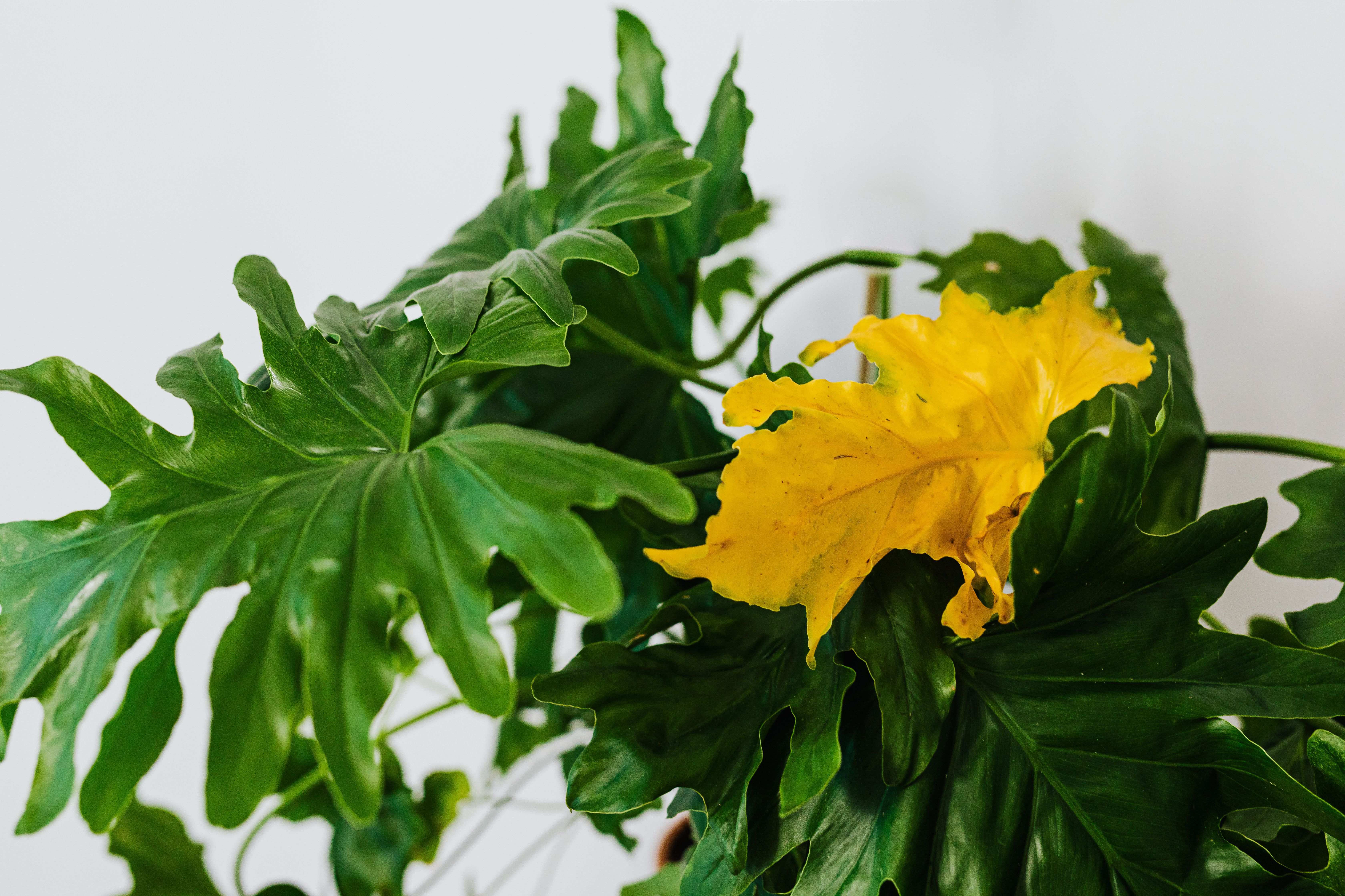 Por qué las hojas de tus plantas se ponen amarillas y qué hacer